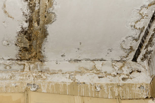 Best Emergency Mold Remediation  in Carthage, NY