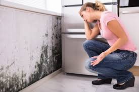 Best Real Estate Mold Inspection  in Carthage, NY